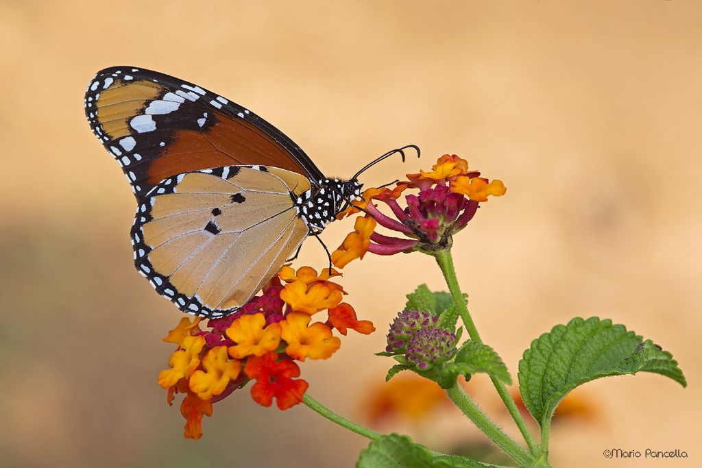 Danaus chrysippus (Nymphalidae)